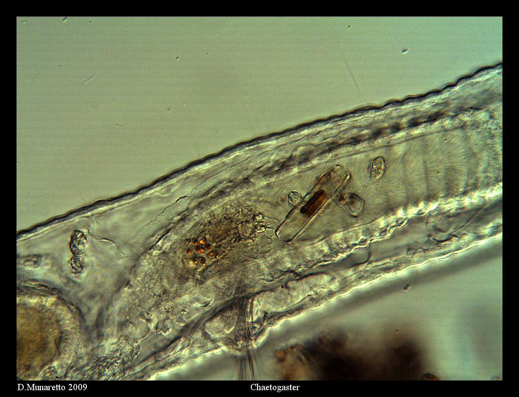 Lacrime di Coccodrillo...o di Chaetogaster?